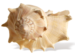 Seashell PNG-37133